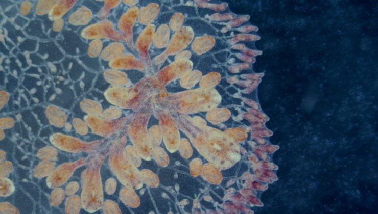 Yaşlanmayan deniz canlıları kanser ve yaşlanma tedavisinde ilaç ham maddesi olabilir