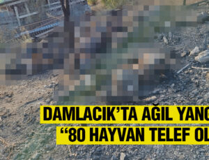 DAMLACIK’TA AĞIL YANGINI: “80 HAYVAN TELEF OLDU”